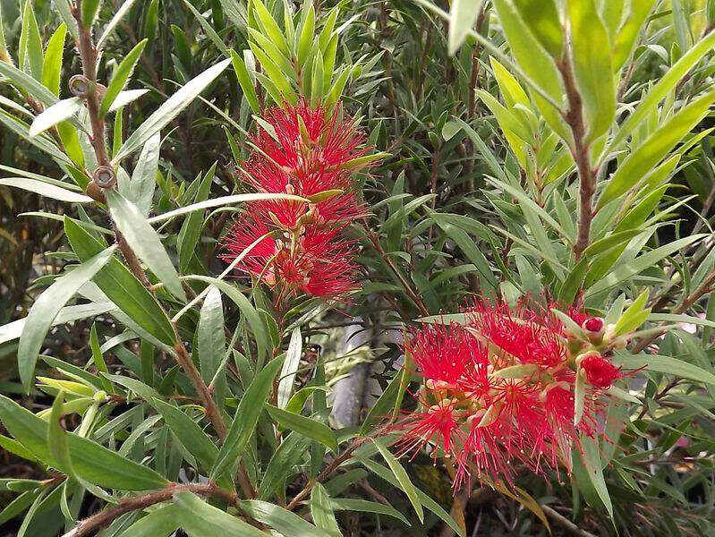 Rince bouteille rouge - CALLISTEMON masotti 'Mini red' - Arbuste