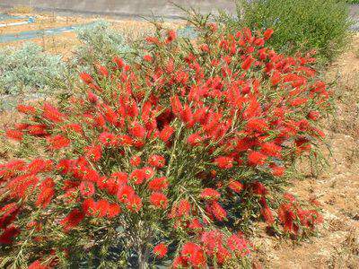 CALLISTEMON laevis (Rince bouteille)