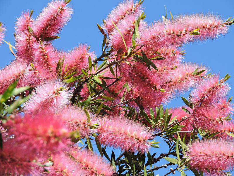 Rince-bouteille - CALLISTEMON salignus Perth pink - Arbuste