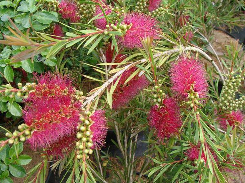 Rince bouteille, CALLISTEMON, persistant, rouge - Pépinière du Penthièvre