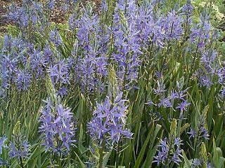 camassia leichtlinii int