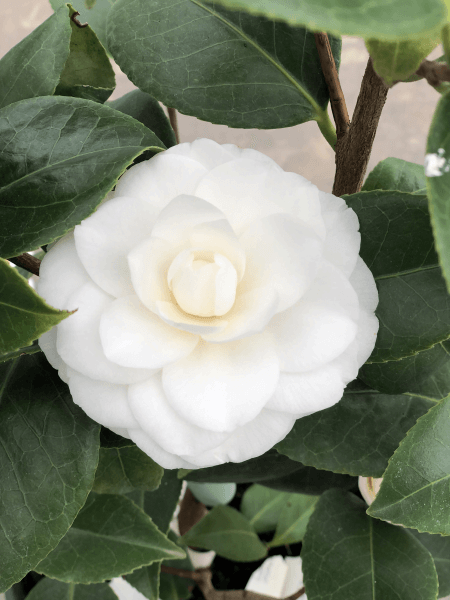 Camélia du Japon - Camélia d'hiver - CAMELLIA japonica 'Dahlohnega' - Terre de bruyère