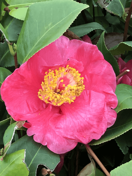 Camélia du Japon - Camélia d'hiver - CAMELLIA japonica 'Elegans beauty' - Terre de bruyère