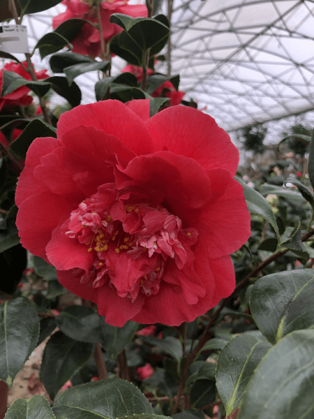 Camélia du Japon - Camélia d'hiver - CAMELLIA japonica 'Laura Walker' - Terre de bruyère