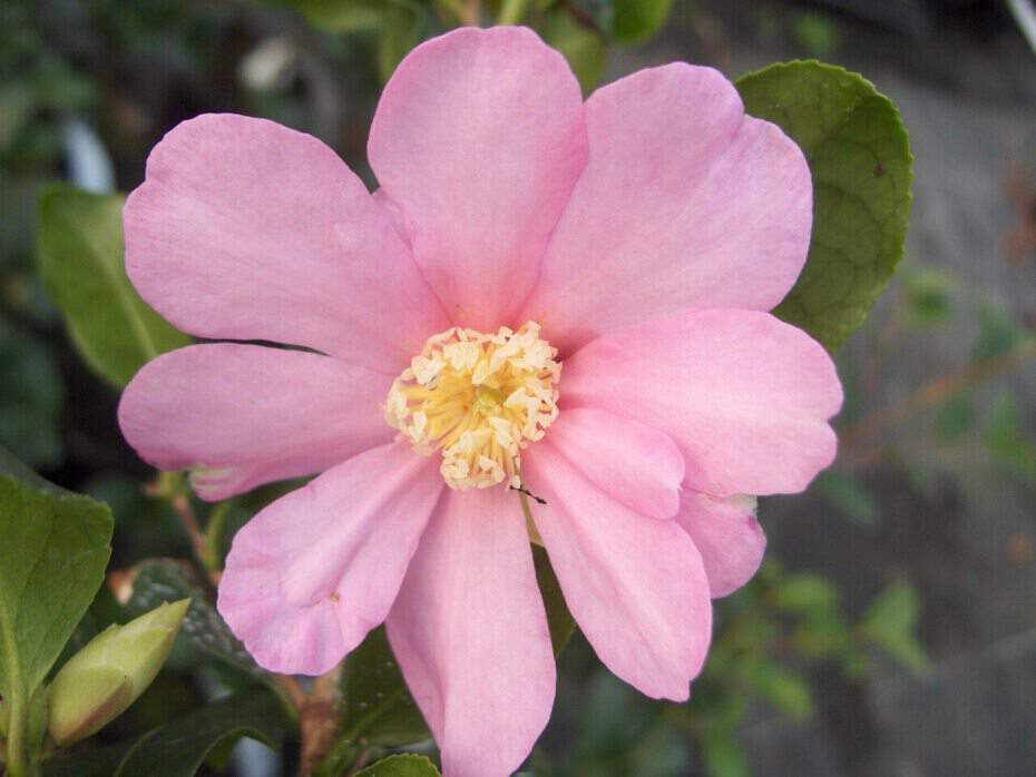 Camélia d'automne - CAMELLIA sasanqua 'Cleopatra' - Terre de bruyère