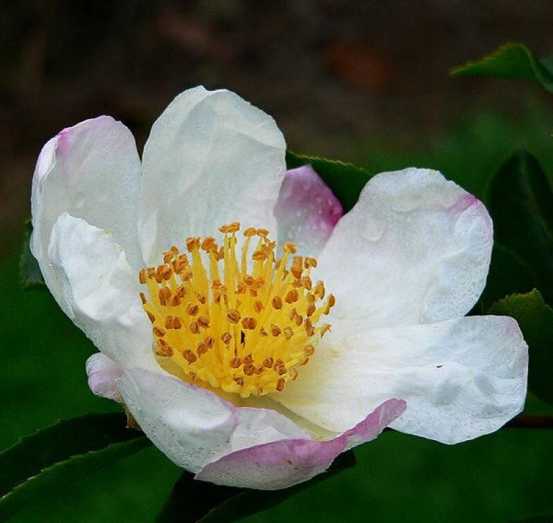 Camélia d'automne - CAMELLIA sasanqua 'Narumigata' - Terre de bruyère