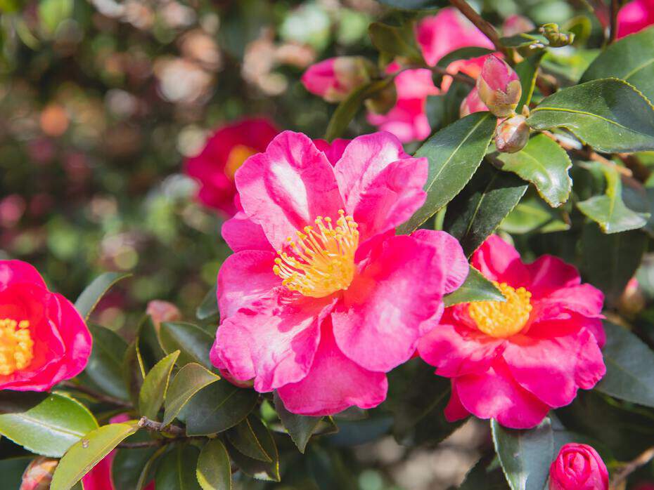 Les camélias d'automne : les planter, les entretenir