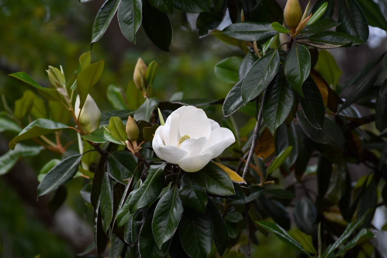 camelia blanc automne