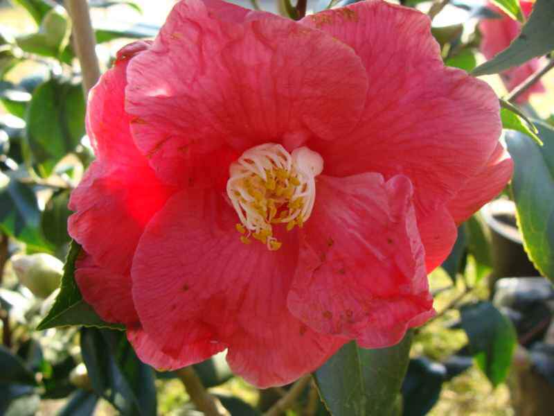 CAMELIA japonica 'Diamond Head'