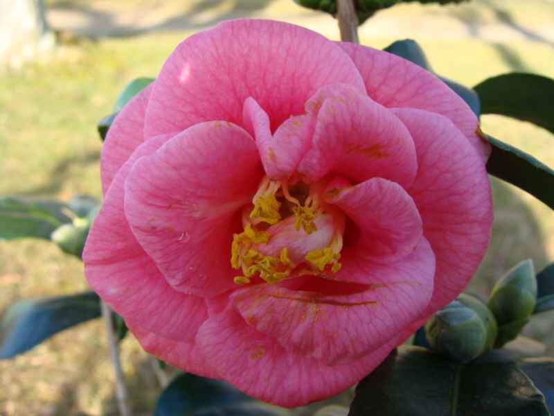 CAMELIA japonica 'Gloire de Nantes'