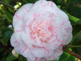 CAMELIA japonica Marguerite Gouillon