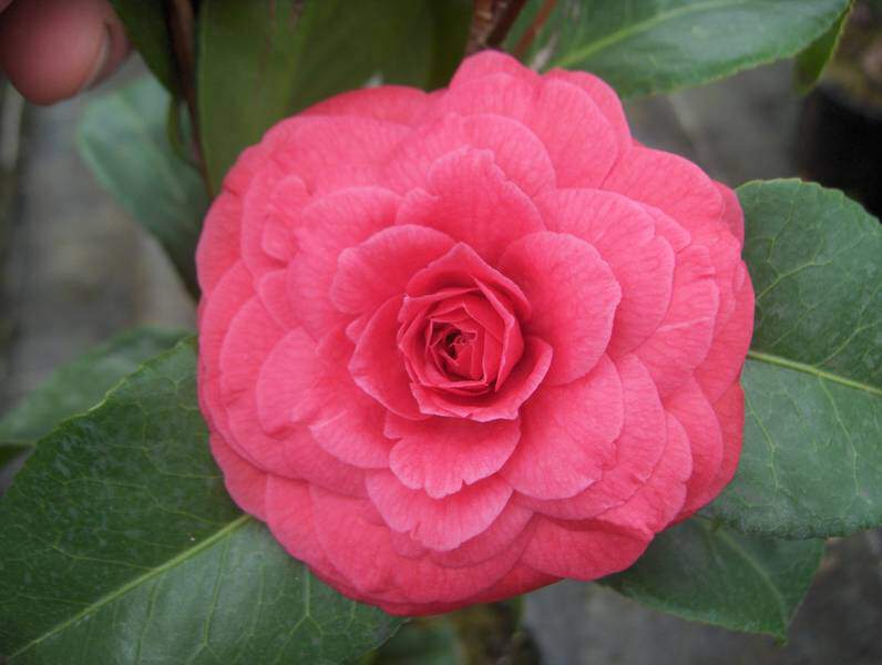 Camelia - CAMELLIA japonica 'Princesse Baciocchi' - Terre de bruyère