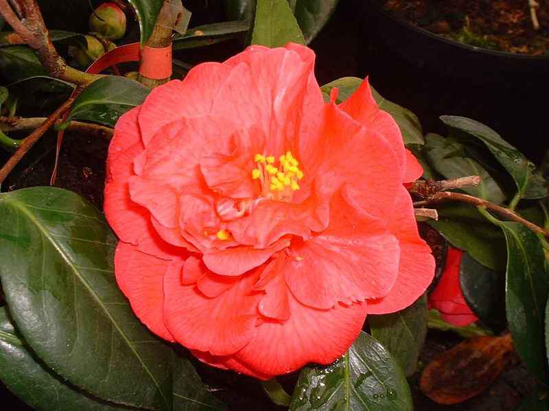 Camelia - CAMELLIA japonica 'Mathotiana rubra' - Terre de bruyère