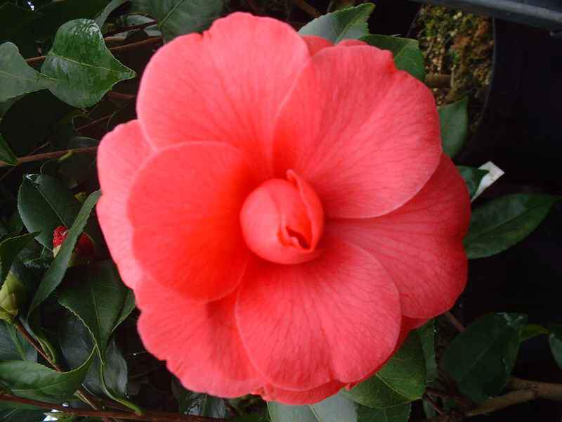 Camelia 'Mahotiana Rubra'AT