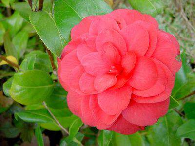 CAMELIA Margurite Coleoni