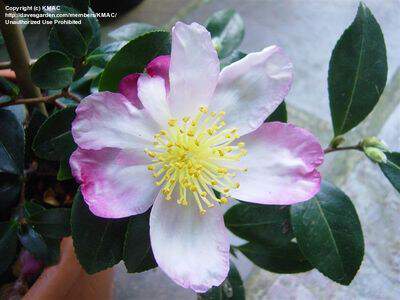 Camélia d'automne - CAMELLIA sasanqua 'Narumigata' - Terre de bruyère