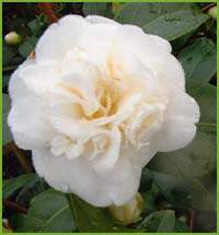  Camelia Nobilissima AT 