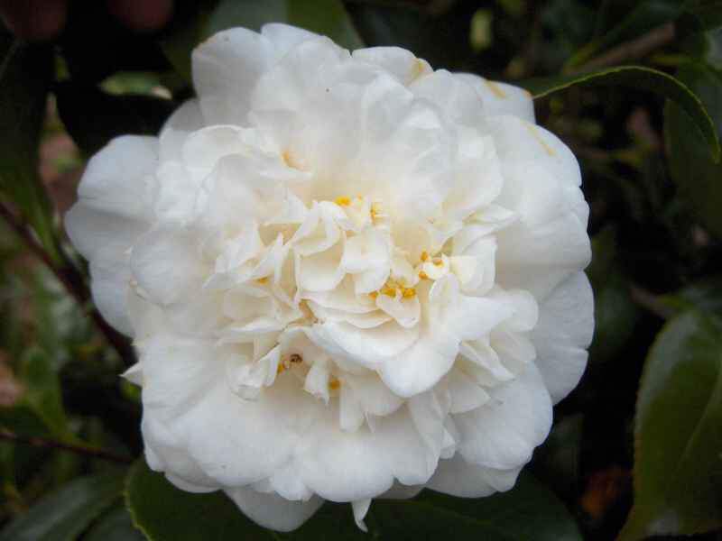 Camelia - CAMELLIA japonica 'Nobilissima' - Terre de bruyère