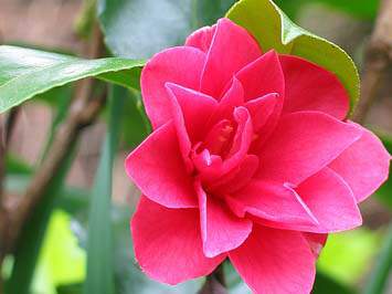 camelia reticulata Mary William 