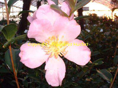 Camélia d'automne - CAMELLIA sasanqua 'Plantation Pink' - Terre de bruyère