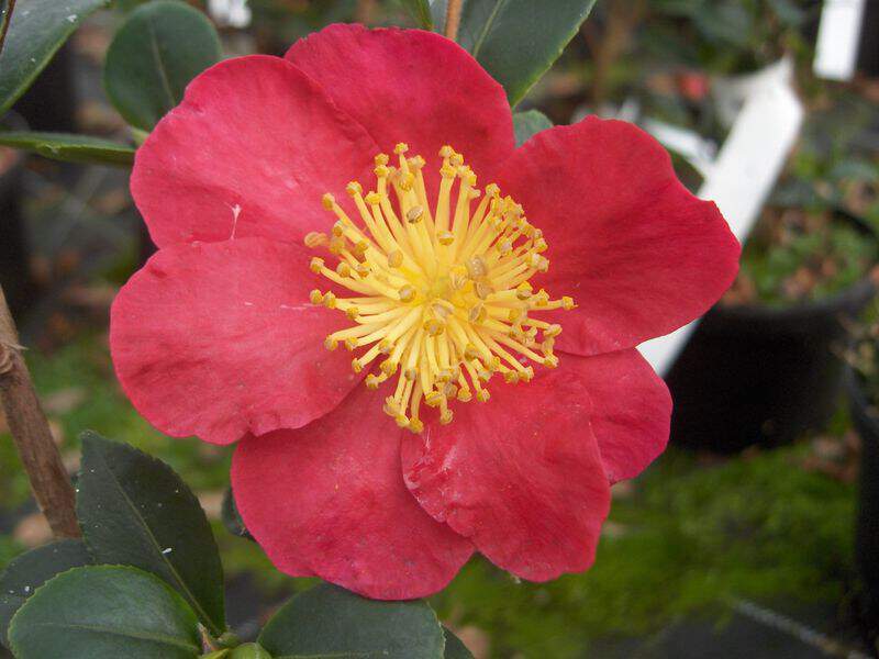 Camélia d'automne - CAMELLIA sasanqua 'Yuletide' - Terre de bruyère