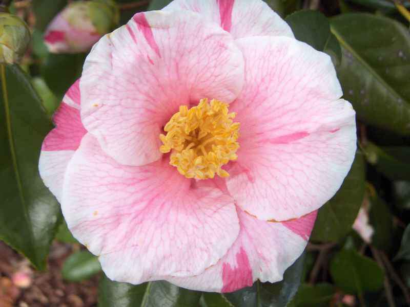 CAMELLIA ' tricolor'