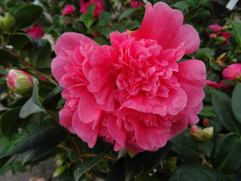 Camélia du Japon - Camélia d'hiver - CAMELLIA japonica 'Anticipation' - Terre de bruyère