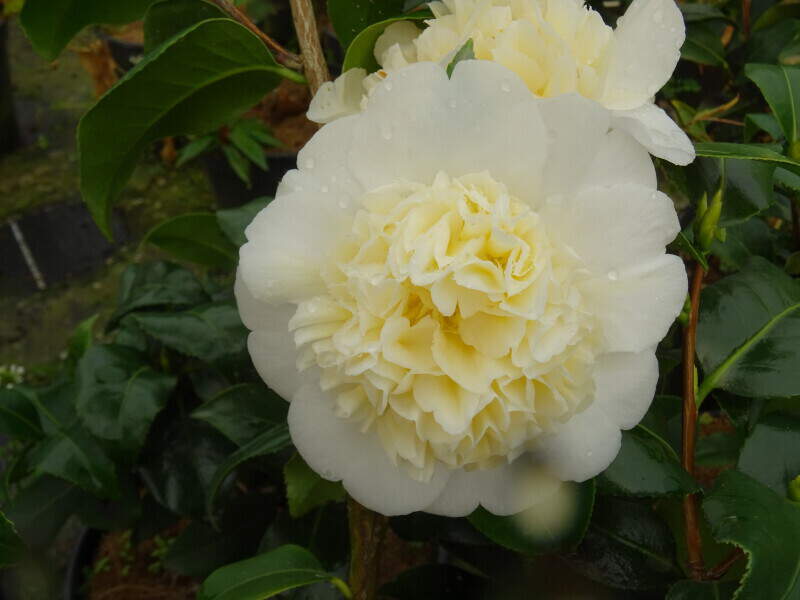 Camélia du Japon - Camélia d'hiver - CAMELLIA japonica 'Brushfield's yellow' - Terre de bruyère