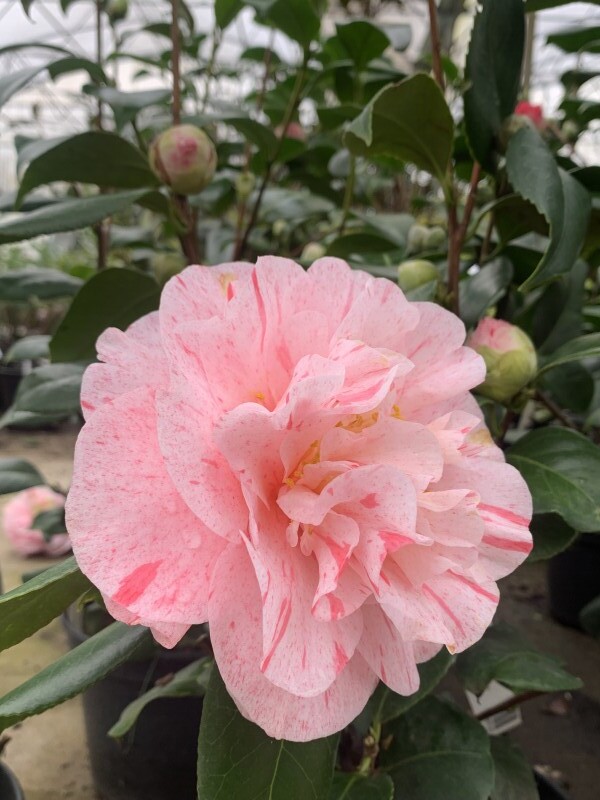 Camélia du Japon - Camélia d'hiver - CAMELLIA japonica 'Carter's sunburst' - Terre de bruyère
