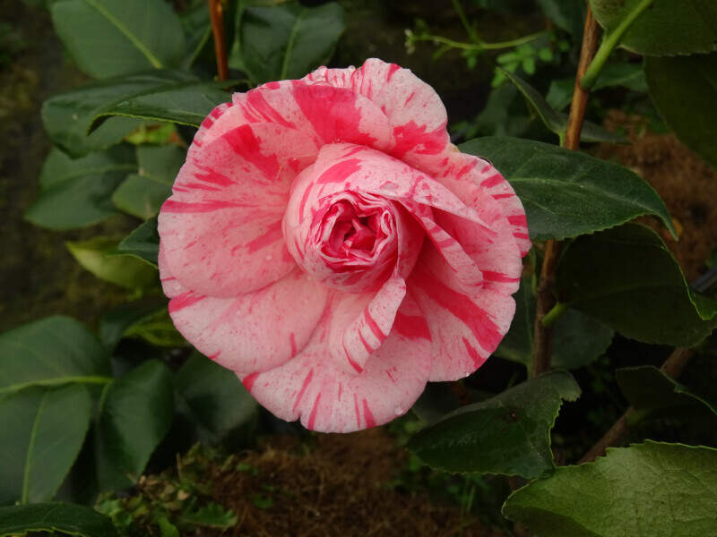 Camélia du Japon - Camélia d'hiver - CAMELLIA japonica 'Comte de Gomer' - Terre de bruyère