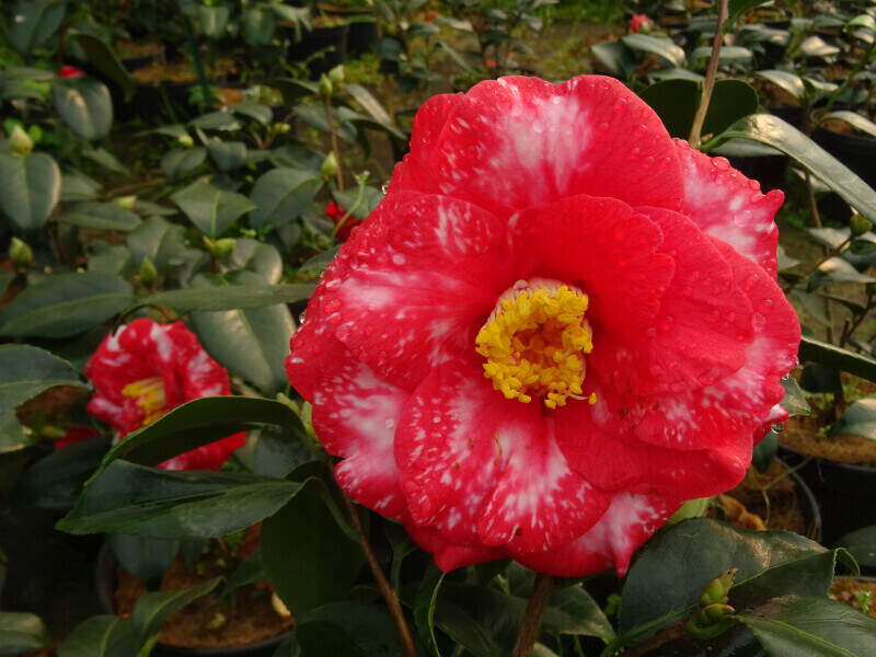 Camélia du Japon - Camélia d'hiver - CAMELLIA japonica 'Donckelaeri' - Terre de bruyère