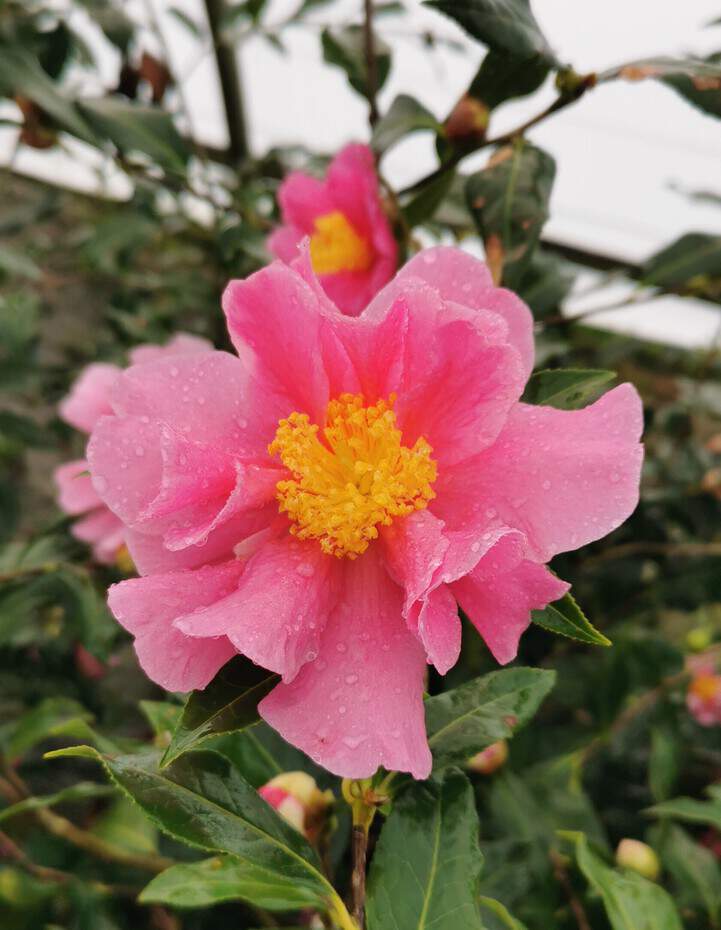 Camélia reticulata - CAMELLIA reticulata 'Dream girl' - Terre de bruyère