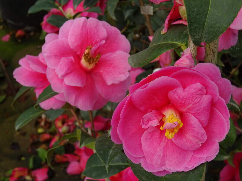 Camélia du Japon - Camélia d'hiver - CAMELLIA japonica 'Inspiration' - Terre de bruyère