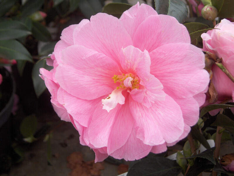 Camélia du Japon - Camélia d'hiver - CAMELLIA japonica 'Donation' - Terre de bruyère