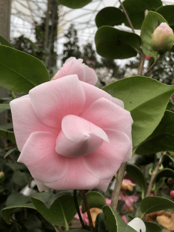 Camélia du Japon - Camélia d'hiver - CAMELLIA japonica 'Mathotiana rosea' - Terre de bruyère