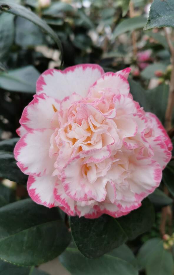 Camélia du Japon - Camélia d'hiver - CAMELLIA japonica 'Margaret Davis' - Terre de bruyère