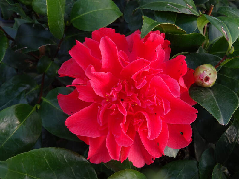 Camélia du Japon - Camélia d'hiver - CAMELLIA japonica 'Mark Alan' - Terre de bruyère