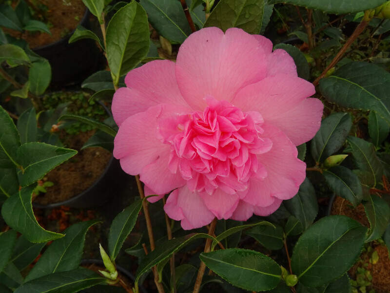 Camélia du Japon - Camélia d'hiver - CAMELLIA japonica 'Mary Phoebe Taylor' - Terre de bruyère