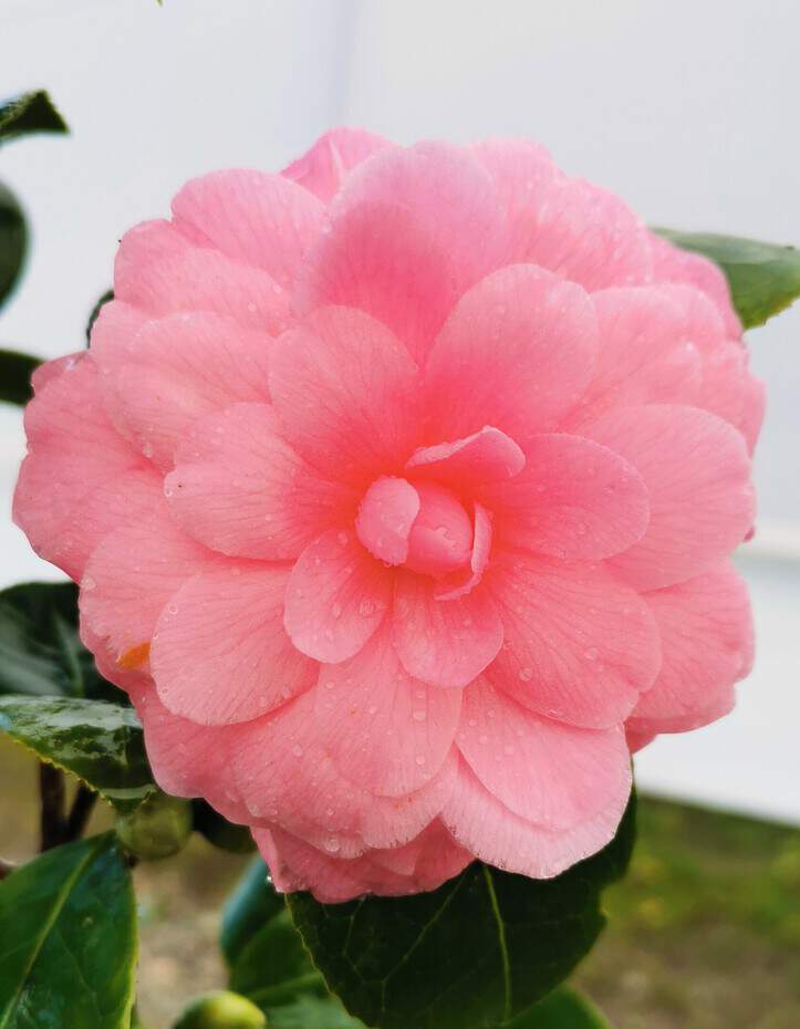 Camélia du Japon - Camélia d'hiver - CAMELLIA japonica 'Niobe' - Terre de bruyère