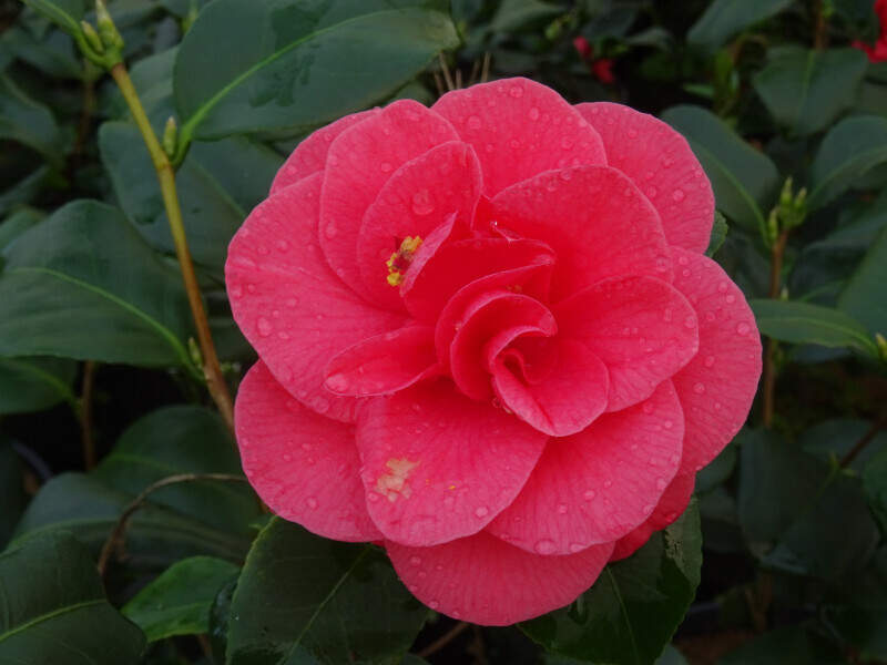 Camélia du Japon - Camélia d'hiver - CAMELLIA japonica 'Santorelli' - Terre de bruyère