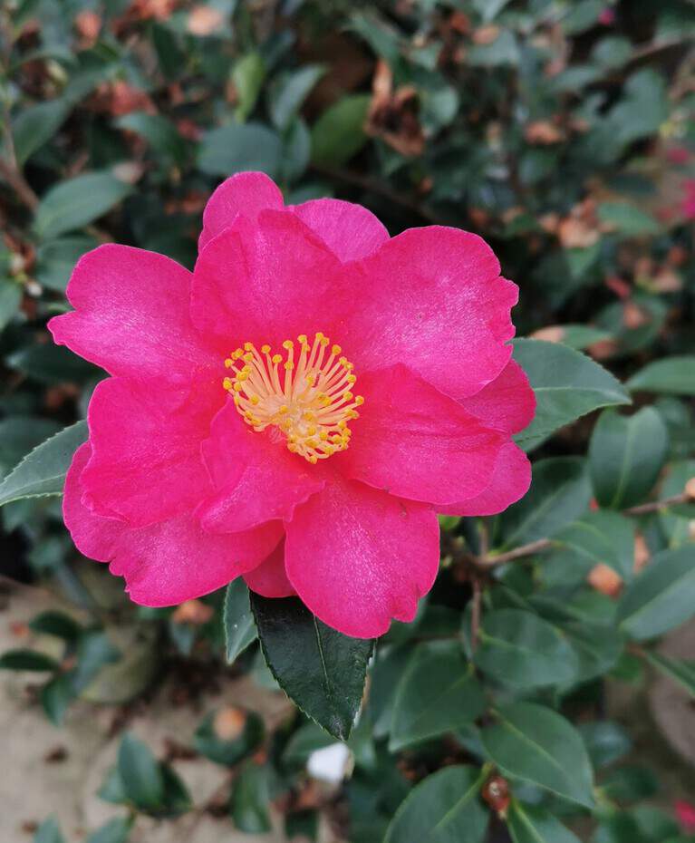 Camélia d'automne - CAMELLIA sasanqua 'Kanjiro' - Terre de bruyère