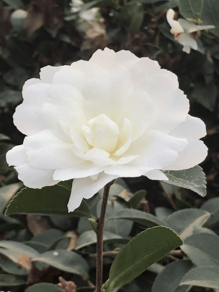 Camélia d'automne - CAMELLIA sasanqua 'Moonlight' - Terre de bruyère