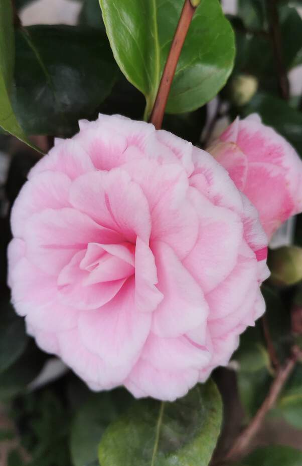 Camélia du Japon - Camélia d'hiver - CAMELLIA japonica 'Tom pouce' - Terre de bruyère