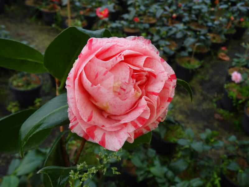 Camélia du Japon - Camélia d'hiver - CAMELLIA japonica 'Ville de Nantes' - Terre de bruyère