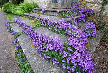 CAMPANULA muralis Campanule des murs - Vivace