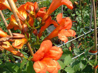 CAMPSIS x tagliabuana Mme Galen Bignone - Plante grimpante