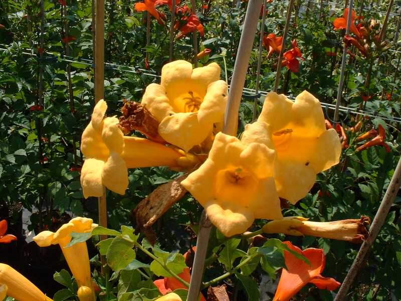 CAMPSIS radicans Yellow Trumpet Bignone jaune - Plante grimpante