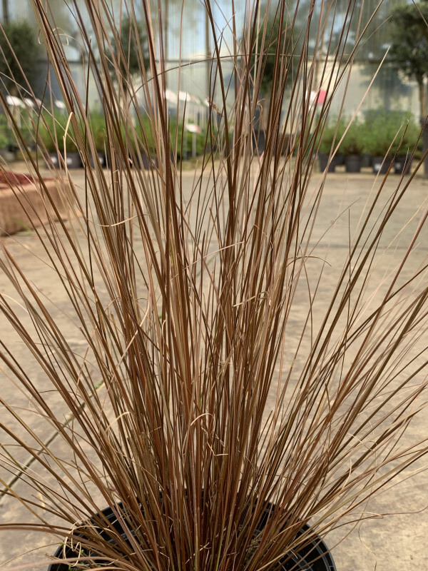Laiche - CAREX buchananii 'Red rooster' - Graminées