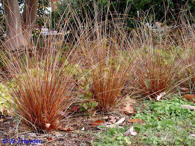 Laiche - CAREX buchananii - Graminées