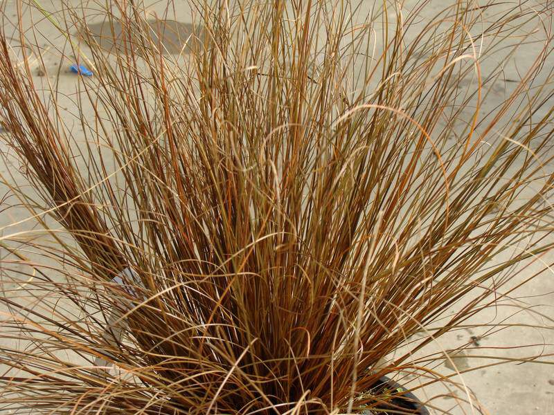 Carex - CAREX comans Bronze - Graminées
